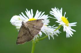 Attēlu rezultāti vaicājumam “Phytometra viridaria”