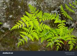 Attēlu rezultāti vaicājumam “Cystopteris fragilis”