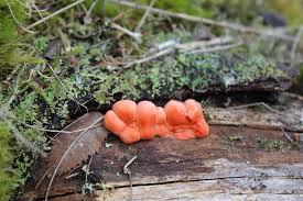 Attēlu rezultāti vaicājumam “Tubiferaceae”