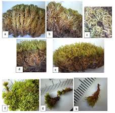 Attēlu rezultāti vaicājumam “Didymodon fallax var. brevifolius”