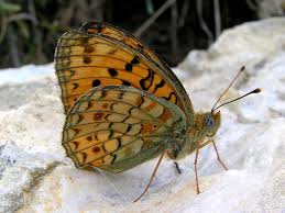 Attēlu rezultāti vaicājumam “Argynnis niobe”
