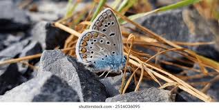 Attēlu rezultāti vaicājumam “Polyommatinae”