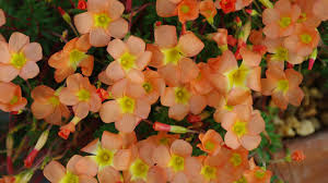 Attēlu rezultāti vaicājumam “Oxalidaceae”