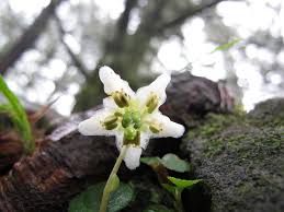 Attēlu rezultāti vaicājumam “Moneses uniflora leaf”
