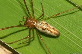 Attēlu rezultāti vaicājumam “Tetragnatha montana”