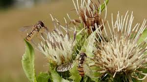 Attēlu rezultāti vaicājumam “Episyrphus balteatus”