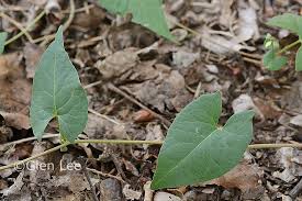 Attēlu rezultāti vaicājumam “Fallopia convolvulus leaf”