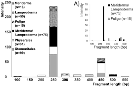 Attēlu rezultāti vaicājumam “Lamproderma pseudomaculatum spores”