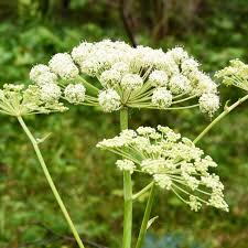Image result for Angelica archangelica