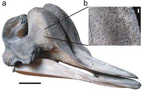 Image result for Hyperoodon ampullatus