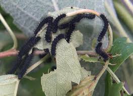 Attēlu rezultāti vaicājumam “Saturnia pavonia larva”