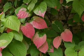 Attēlu rezultāti vaicājumam “Actinidia kolomikta”