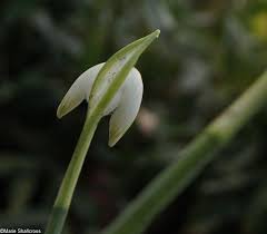 Attēlu rezultāti vaicājumam “Galanthus nivalis bud”