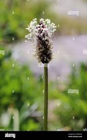 Attēlu rezultāti vaicājumam “Plantaginaceae”
