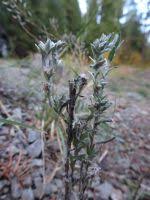 Attēlu rezultāti vaicājumam “Filago arvensis”