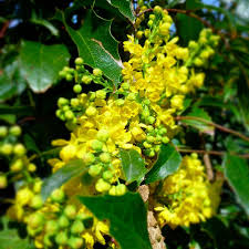 Attēlu rezultāti vaicājumam “Mahonia aquifolium”