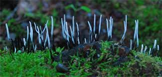 Attēlu rezultāti vaicājumam “Xylaria hypoxylon”