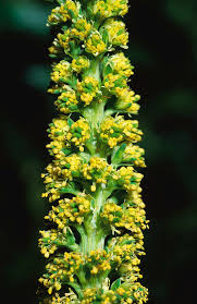 Image result for Reseda luteola