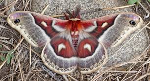 Attēlu rezultāti vaicājumam “Saturniidae”