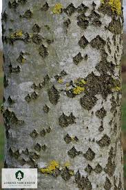 Attēlu rezultāti vaicājumam “Populus alba Nivea”