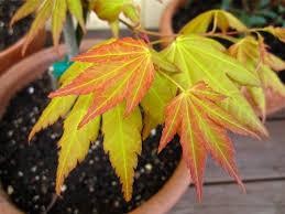 Image result for Acer palmatum `Orange Dream`