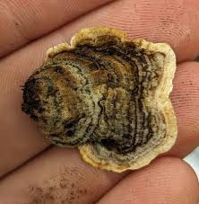 Attēlu rezultāti vaicājumam “Stereum fasciatum”