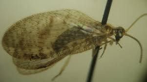 Attēlu rezultāti vaicājumam “Hemerobius perelegans”