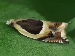 Attēlu rezultāti vaicājumam “Ancylis badiana”