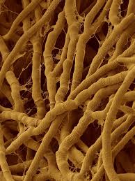 Attēlu rezultāti vaicājumam “Antrodia malicola”