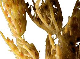 Attēlu rezultāti vaicājumam “Chara aspera”