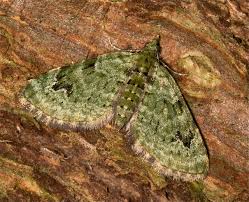 Attēlu rezultāti vaicājumam “Chloroclystis v-ata”