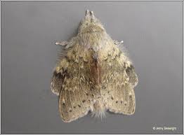 Attēlu rezultāti vaicājumam “Stauropus fagi”