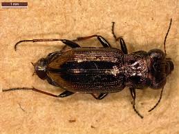 Attēlu rezultāti vaicājumam “Notiophilus biguttatus”