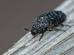 Attēlu rezultāti vaicājumam “Dermestes murinus”