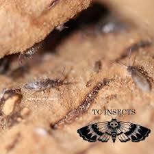 Attēlu rezultāti vaicājumam “Orchesella sp.”