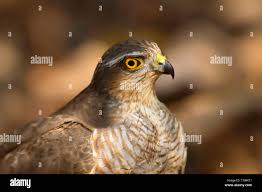 Attēlu rezultāti vaicājumam “Accipiter nisus male”