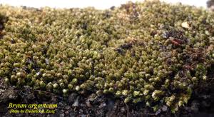 Attēlu rezultāti vaicājumam “Bryum”