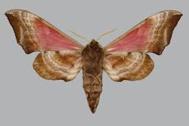 Attēlu rezultāti vaicājumam “Smerinthus ocellata”