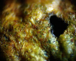 Attēlu rezultāti vaicājumam “Lycogala cf. fossiculatum”