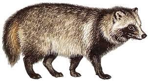 Attēlu rezultāti vaicājumam “Nyctereutes procyonoides”