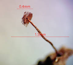 Attēlu rezultāti vaicājumam “Cribraria piriformis macro”