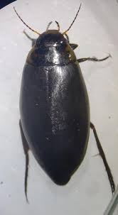 Attēlu rezultāti vaicājumam “Colymbetes paykulli”