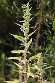 Attēlu rezultāti vaicājumam “Urtica dioica”