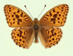Attēlu rezultāti vaicājumam “Argynnis adippe female”