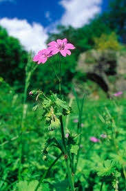 Attēlu rezultāti vaicājumam “Geranium pyrenaicum”