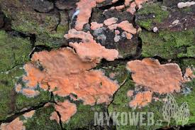 Attēlu rezultāti vaicājumam “Peniophora laurentii”