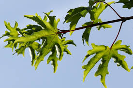 Attēlu rezultāti vaicājumam “Acer campestre leaf”