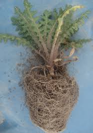 Image result for Cnicus benedictus