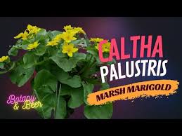 Attēlu rezultāti vaicājumam “Caltha palustris fruit”