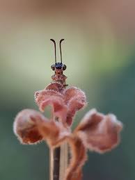 Attēlu rezultāti vaicājumam “Myrmeleontidae imago”